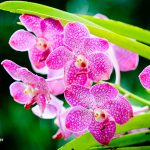 Orchid Care Basics