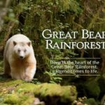 Great Bear Rainforest Opening Weekend Activities