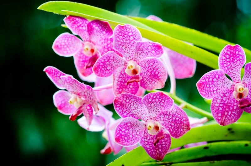 Orchid Care Basics