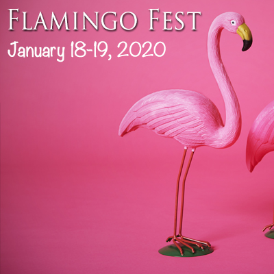 flamingo road nursery ft laud