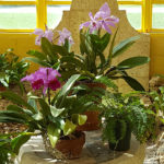 Repotting & Mounting plus Combating Pests & Diseases