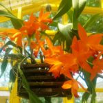 Orchid Care - Repotting & Mounting