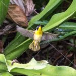 Birding Class – Wonderful World of Birding