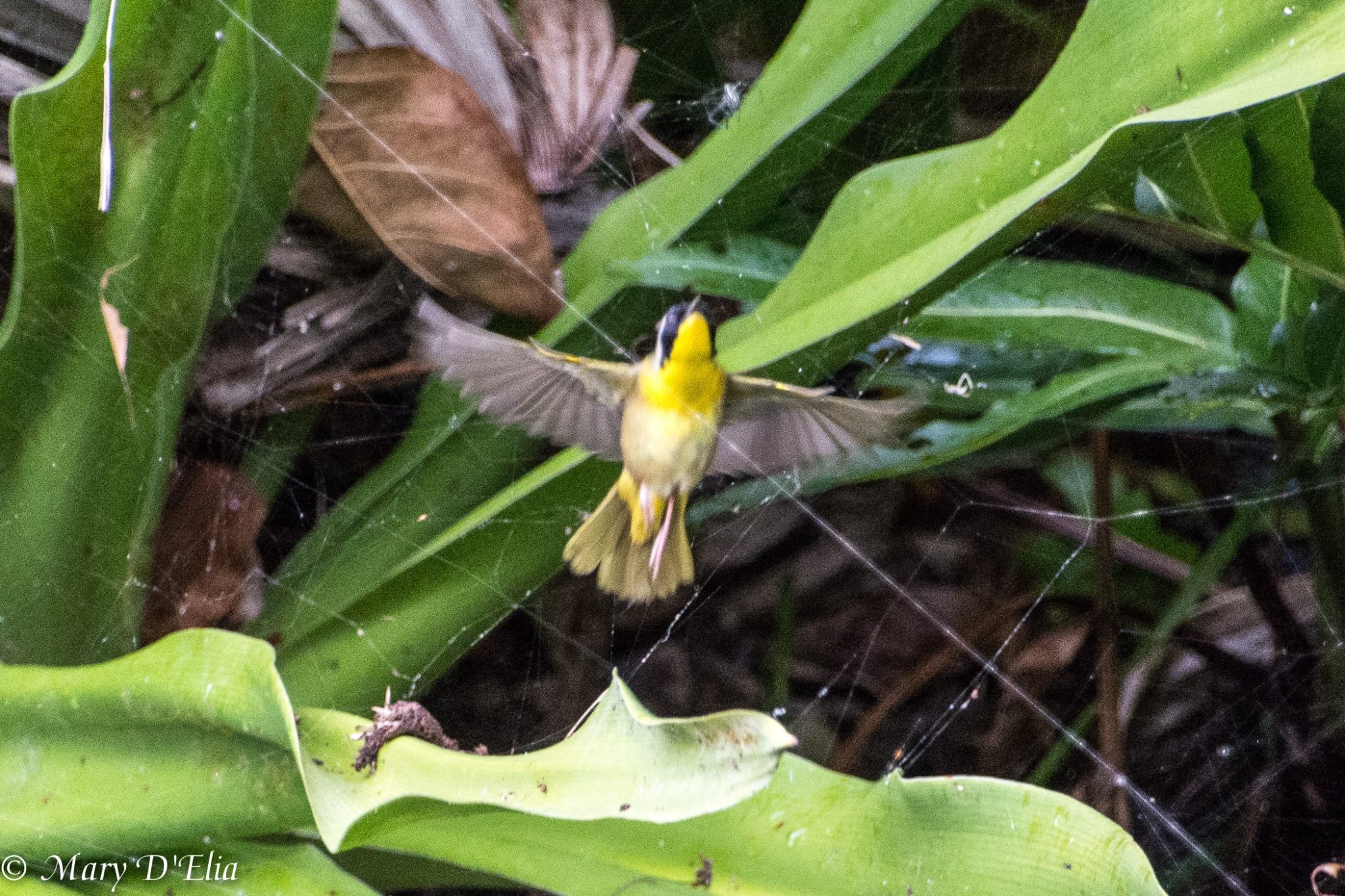 Birding Class – Common Birds of South Florida