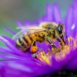 "Bees in Our Bonnet” Class