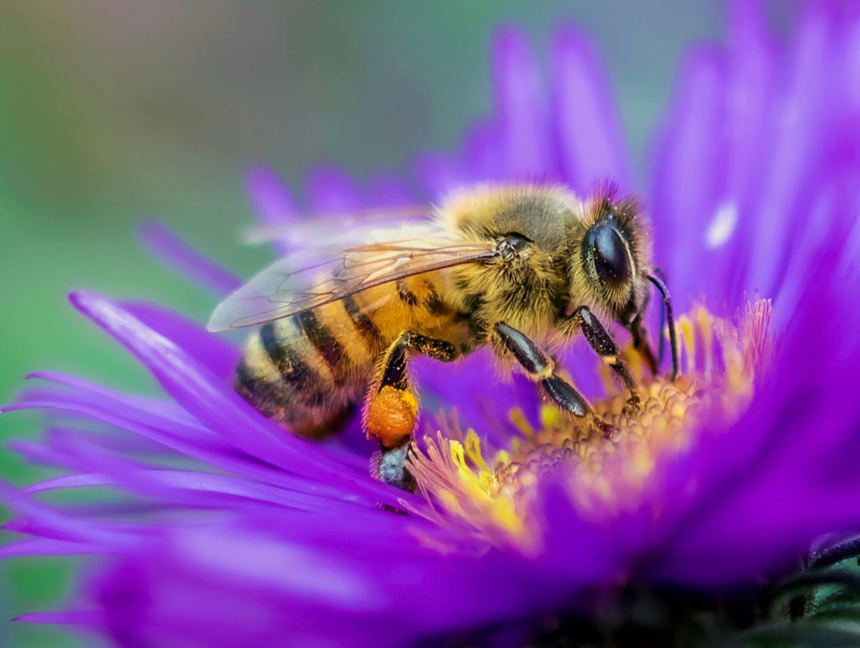 "Bees in Our Bonnet” Class