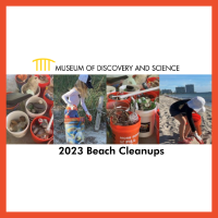 Beach Cleanups